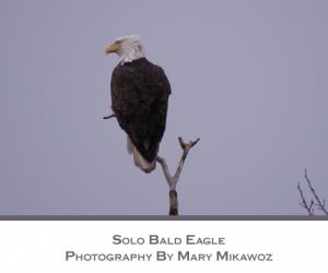 Solo Bald Eagle